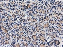 CTH Mouse anti-Canine, Human, Clone: OTI2D6, liquid, TrueMAB 100 &mu;L;