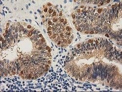 CTH Mouse anti-Canine, Human, Clone: OTI2D6, liquid, TrueMAB 100 &mu;L;