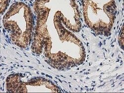 CTH Mouse anti-Canine, Human, Clone: OTI2D6, liquid, TrueMAB 100 &mu;L;