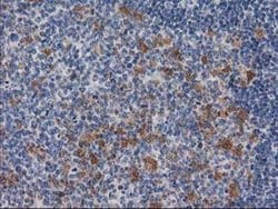 CTH Mouse anti-Canine, Human, Clone: OTI2D6, liquid, TrueMAB 100 &mu;L;