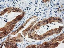 CTH Mouse anti-Canine, Human, Clone: OTI2D6, liquid, TrueMAB 100 &mu;L;
