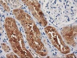 CTH Mouse anti-Canine, Human, Clone: OTI2D6, liquid, TrueMAB 100 &mu;L;