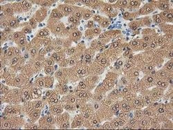 CTH Mouse anti-Canine, Human, Clone: OTI2D6, liquid, TrueMAB 100 &mu;L;