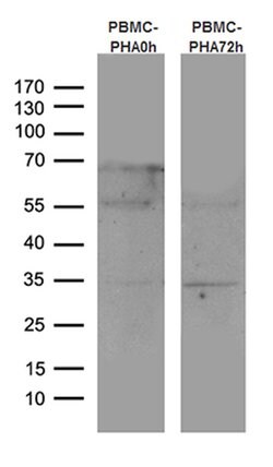 CTLA4 Mouse anti-Human, Clone: OTI8F1, lyophilized, TrueMAB 100 &mu;g;