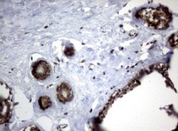 CTNND1 Monoclonal Antibody (OTI3G1), TrueMAB , OriGene 100 &mu;L; Unconjugated:Antibodies,