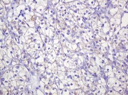 CTNND1 Monoclonal Antibody (OTI2E8), TrueMAB , OriGene 100 &mu;L | Buy Online | OriGene | Fisher Scientific