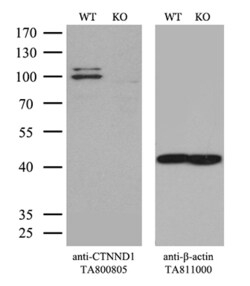 CTNND1 Monoclonal Antibody (OTI2G7), TrueMAB , OriGene:Antibodies:Primary