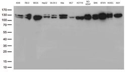 CTNND1 Monoclonal Antibody (OTI2F8), TrueMAB , OriGene 100 &mu;L; Unconjugated:Antibodies,