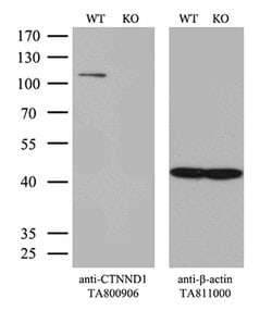 CTNND1 Monoclonal Antibody (OTI5F3), TrueMAB , OriGene 100 &mu;L; Unconjugated:Antibodies,