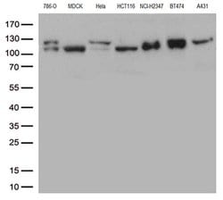CTNND1 Monoclonal Antibody (OTI1G4), TrueMAB , OriGene 30 &mu;L; Unconjugated:Antibodies,
