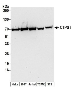 CTPS1 Rabbit anti-Human, Mouse, Polyclonal, Bethyl Laboratories 100 &mu;L;