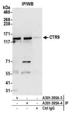 CTR9 Rabbit anti-Human, Mouse, Polyclonal, Bethyl Laboratories 100 &mu;l;