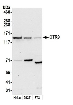 CTR9 Rabbit anti-Human, Mouse, Polyclonal, Bethyl Laboratories 100 &mu;l;