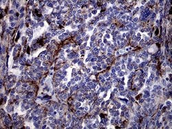 CTSL1 Monoclonal Antibody (OTI2H2), TrueMAB , OriGene 100 &mu;L; Unconjugated:Antibodies,
