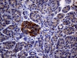 CTSL1 Monoclonal Antibody (OTI2H2), TrueMAB , OriGene 100 &mu;L; Unconjugated:Antibodies,
