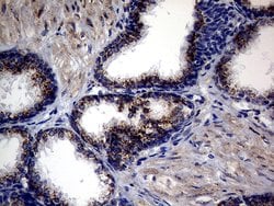 CTSL1 Monoclonal Antibody (OTI2H2), TrueMAB , OriGene 100 &mu;L; Unconjugated:Antibodies,