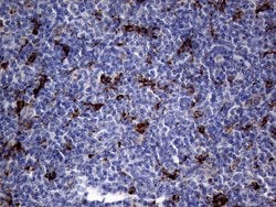 CTSL1 Monoclonal Antibody (OTI2H2), TrueMAB , OriGene 100 &mu;L; Unconjugated:Antibodies,