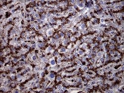 CTSL1 Monoclonal Antibody (OTI2H2), TrueMAB , OriGene 100 &mu;L; Unconjugated:Antibodies,