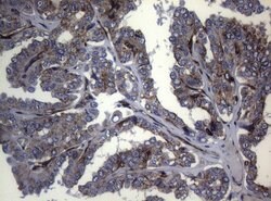 CTSL1 Monoclonal Antibody (OTI6B8), TrueMAB , OriGene 100 &mu;L; Unconjugated:Antibodies,