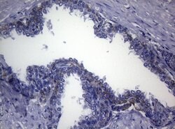 CTSL1 Monoclonal Antibody (OTI6B8), TrueMAB , OriGene 100 &mu;L; Unconjugated:Antibodies,