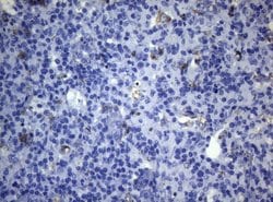CTSL1 Monoclonal Antibody (OTI6B8), TrueMAB , OriGene 100 &mu;L; Unconjugated:Antibodies,
