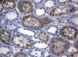 CTSL1 Monoclonal Antibody (OTI6B8), TrueMAB , OriGene 100 &mu;L; Unconjugated:Antibodies,