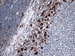 CTSL1 Mouse anti-Human, Clone: OTI5C8, lyophilized, TrueMAB 100 &mu;g;