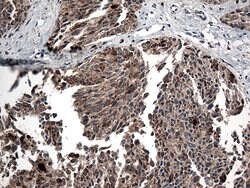 CTSL1 Mouse anti-Human, Clone: OTI5C8, lyophilized, TrueMAB 100 &mu;g;