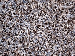 CTSL1 Mouse anti-Human, Clone: OTI5C8, lyophilized, TrueMAB 100 &mu;g;