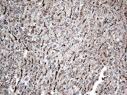 CTSL1 Mouse anti-Human, Clone: OTI5C8, lyophilized, TrueMAB 100 &mu;g;
