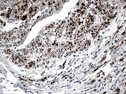CTSL1 Mouse anti-Human, Clone: OTI5C8, lyophilized, TrueMAB 100 &mu;g;