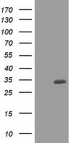 CUEDC2 Mouse anti-Human, Clone: OTI2H6, lyophilized, TrueMAB 100 &mu;g;