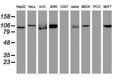 CUL4B Mouse anti-Canine, Human, Mouse, Clone: OTI1C4, lyophilized, TrueMAB