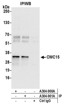 CWC15 Rabbit anti-Human, Polyclonal, Bethyl Laboratories 100 &mu;L | Buy Online | Bethyl Laboratories, Inc | Fisher Scientific