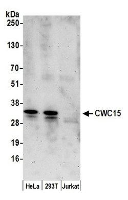 CWC15 Rabbit anti-Human, Polyclonal, Bethyl Laboratories 100 &mu;L | Buy Online | Bethyl Laboratories, Inc | Fisher Scientific