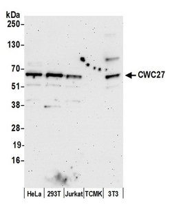 CWC27 Polyclonal Antibody, Bethyl Laboratories 20 &mu;L; Unconjugated:Antibodies,