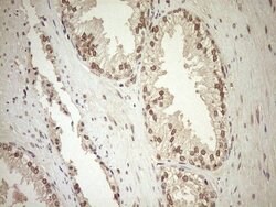 CWC27 Mouse anti-Human, Clone: OTI2D1, lyophilized, TrueMAB 100 &mu;g;