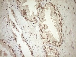 CWC27 Monoclonal Antibody (OTI2D1), TrueMAB , OriGene 100 &mu;L; Unconjugated:Antibodies,