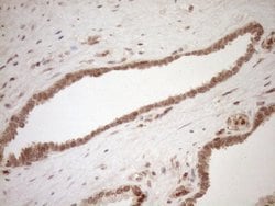 CWC27 Monoclonal Antibody (OTI2D1), TrueMAB , OriGene 100 &mu;L; Unconjugated:Antibodies,
