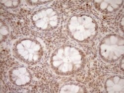 CWC27 Monoclonal Antibody (OTI2D1), TrueMAB , OriGene 100 &mu;L; Unconjugated:Antibodies,