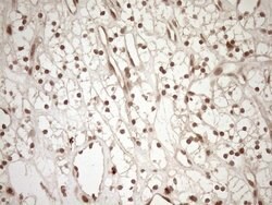 CWC27 Mouse anti-Human, Clone: OTI2D1, lyophilized, TrueMAB 100 &mu;g;