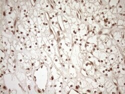 CWC27 Monoclonal Antibody (OTI2D1), TrueMAB , OriGene 100 &mu;L; Unconjugated:Antibodies,