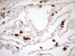 CWC27 Monoclonal Antibody (OTI2D1), TrueMAB , OriGene 100 &mu;L; Unconjugated:Antibodies,