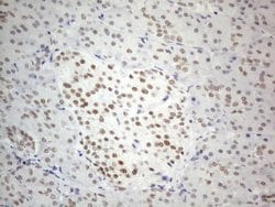 CWC27 Monoclonal Antibody (OTI4C8), TrueMAB , OriGene 100 &mu;L; Unconjugated:Antibodies,