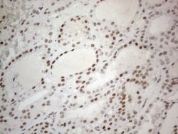 CWC27 Monoclonal Antibody (OTI4C8), TrueMAB , OriGene 100 &mu;L; Unconjugated:Antibodies,