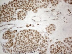 CWC27 Monoclonal Antibody (OTI4C8), TrueMAB , OriGene 100 &mu;L; Unconjugated:Antibodies,