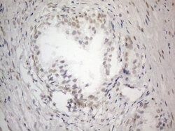 CWC27 Monoclonal Antibody (OTI4C8), TrueMAB , OriGene 100 &mu;L; Unconjugated:Antibodies,
