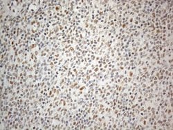 CWC27 Monoclonal Antibody (OTI4C8), TrueMAB , OriGene 100 &mu;L; Unconjugated:Antibodies,