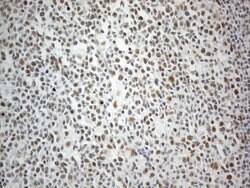 CWC27 Monoclonal Antibody (OTI4C8), TrueMAB , OriGene 100 &mu;L; Unconjugated:Antibodies,