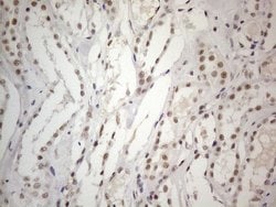 CWC27 Monoclonal Antibody (OTI4C8), TrueMAB , OriGene 100 &mu;L; Unconjugated:Antibodies,